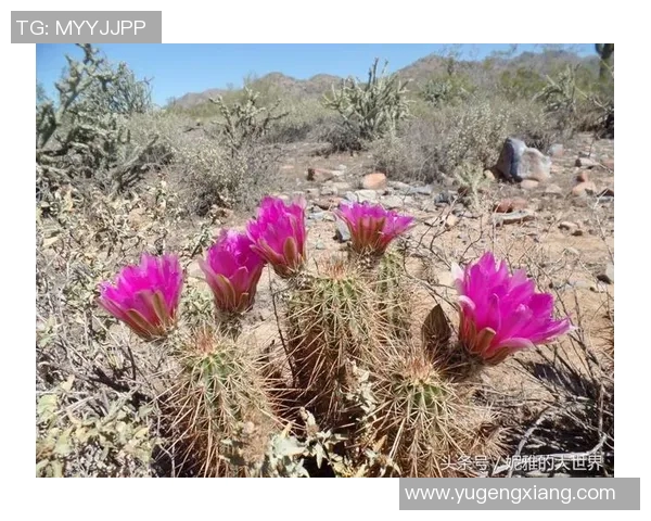藏族美女与足球明星的浪漫爱情故事在草原上绽放出绚丽的花朵